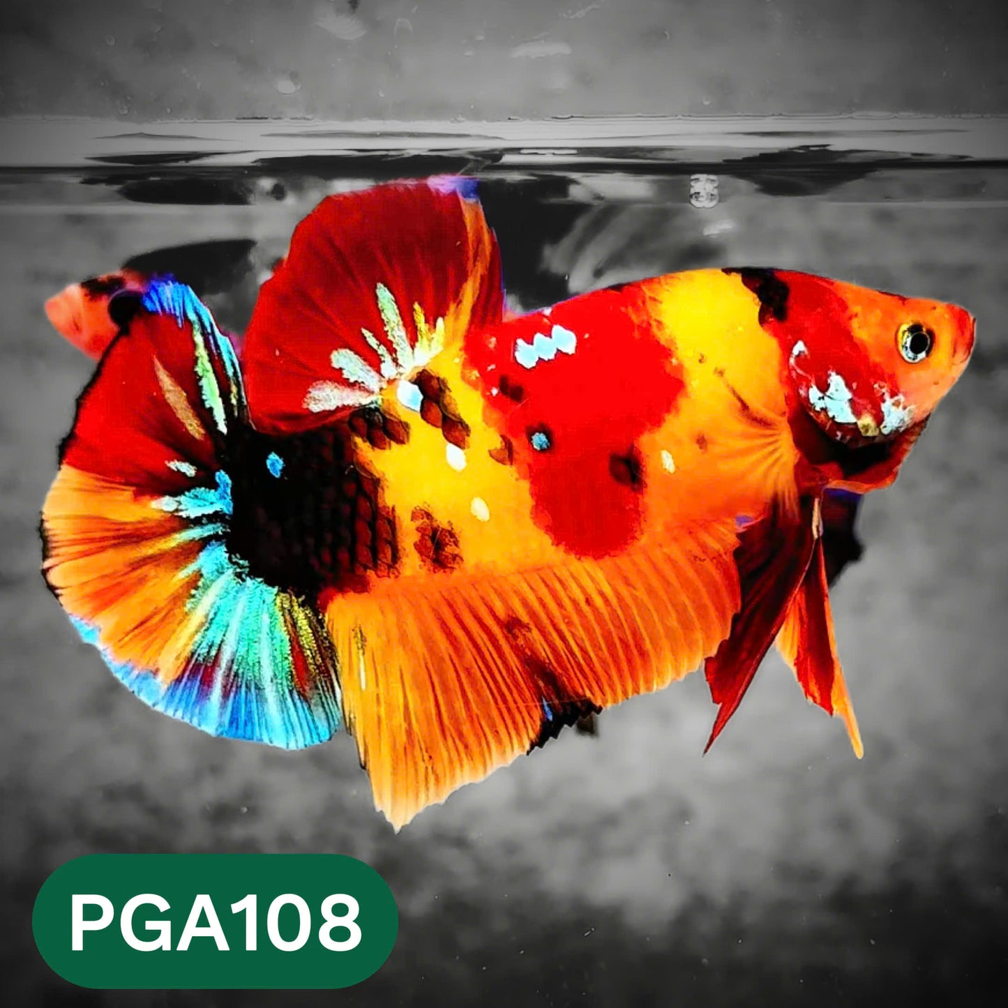 King Giant Plakat Male Betta Fish | You Pick Fish | High Grade