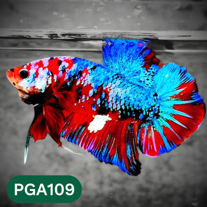 King Giant Plakat Male Betta Fish | You Pick Fish | High Grade