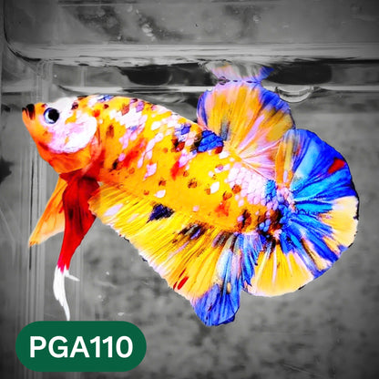 King Giant Plakat Male Betta Fish | You Pick Fish | High Grade