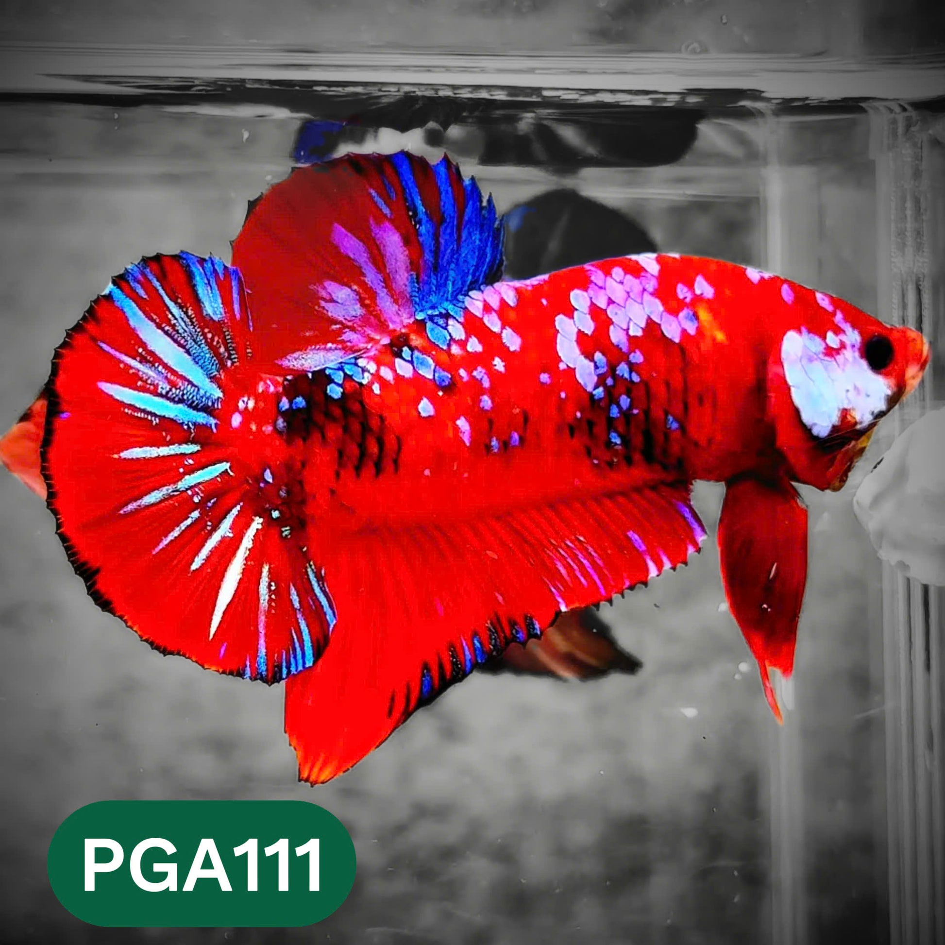 King Giant Plakat Male Betta Fish | You Pick Fish | High Grade