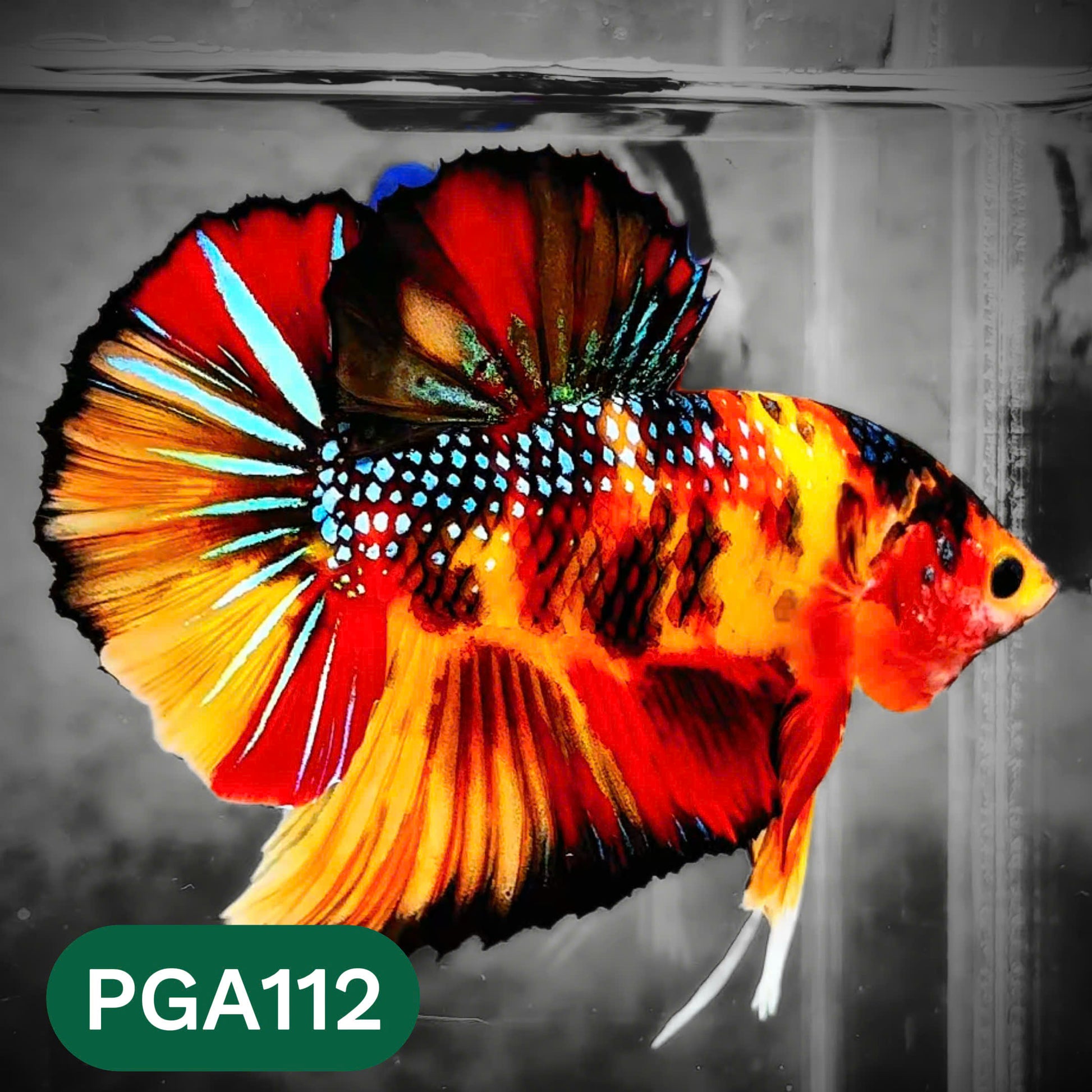 King Giant Plakat Male Betta Fish | You Pick Fish | High Grade