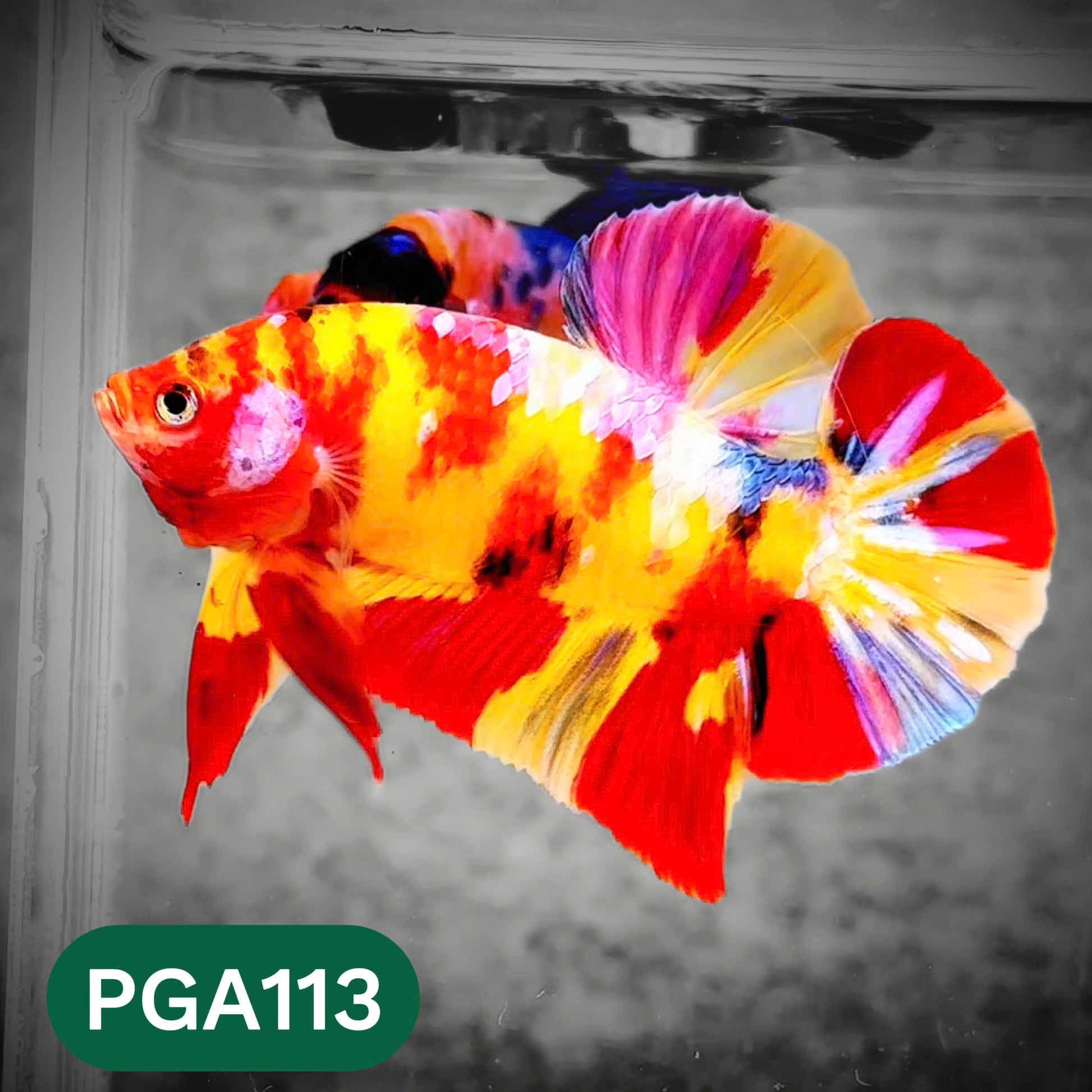 King Giant Plakat Male Betta Fish | You Pick Fish | High Grade