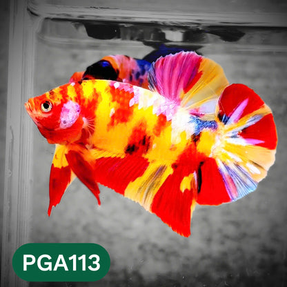 King Giant Plakat Male Betta Fish | You Pick Fish | High Grade