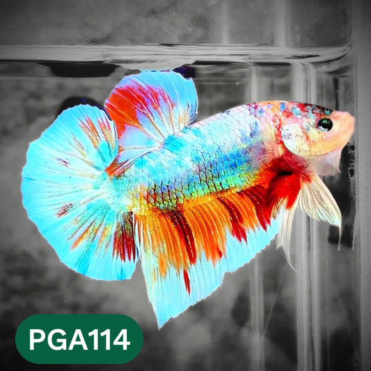 King Giant Plakat Male Betta Fish | You Pick Fish | High Grade