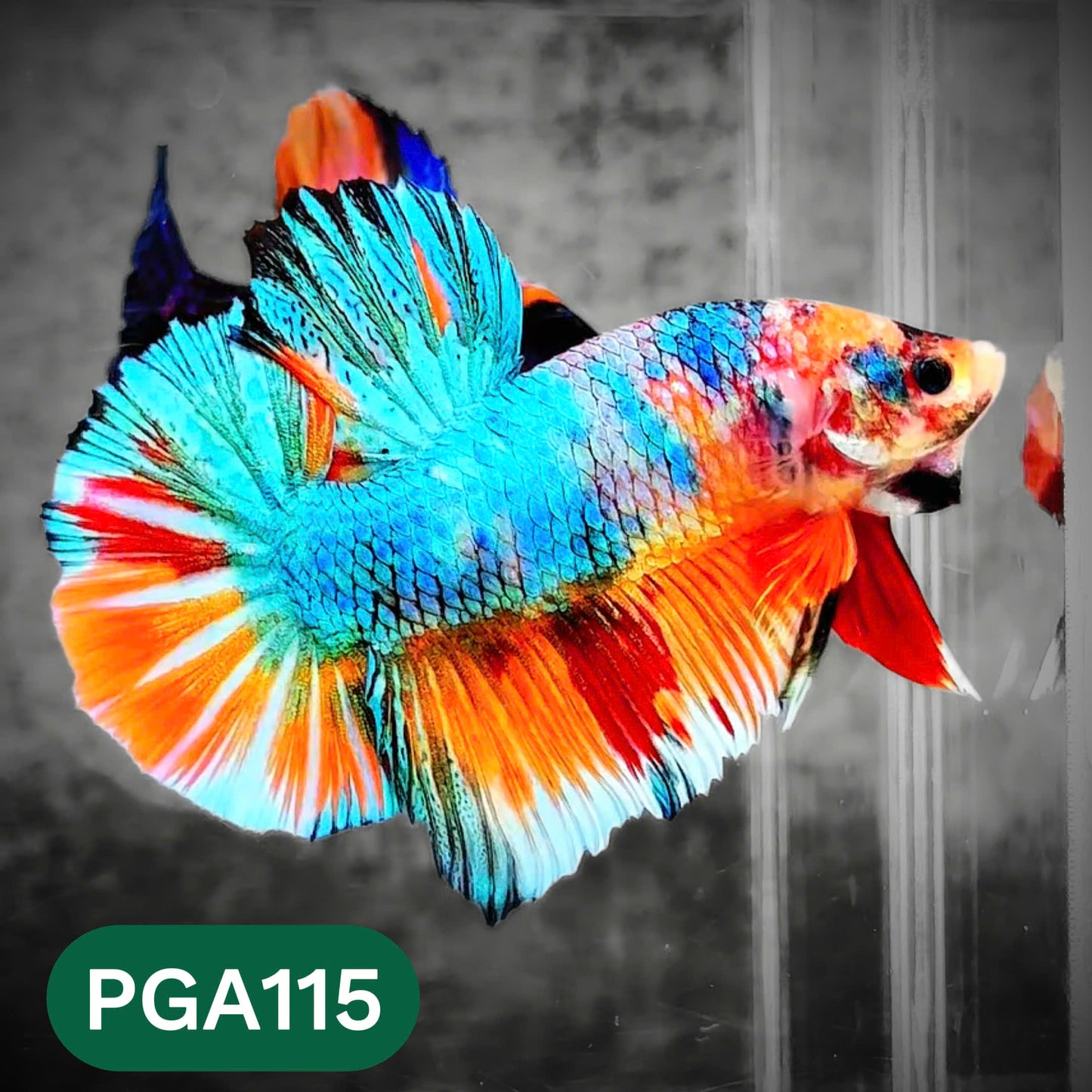 King Giant Plakat Male Betta Fish | You Pick Fish | High Grade