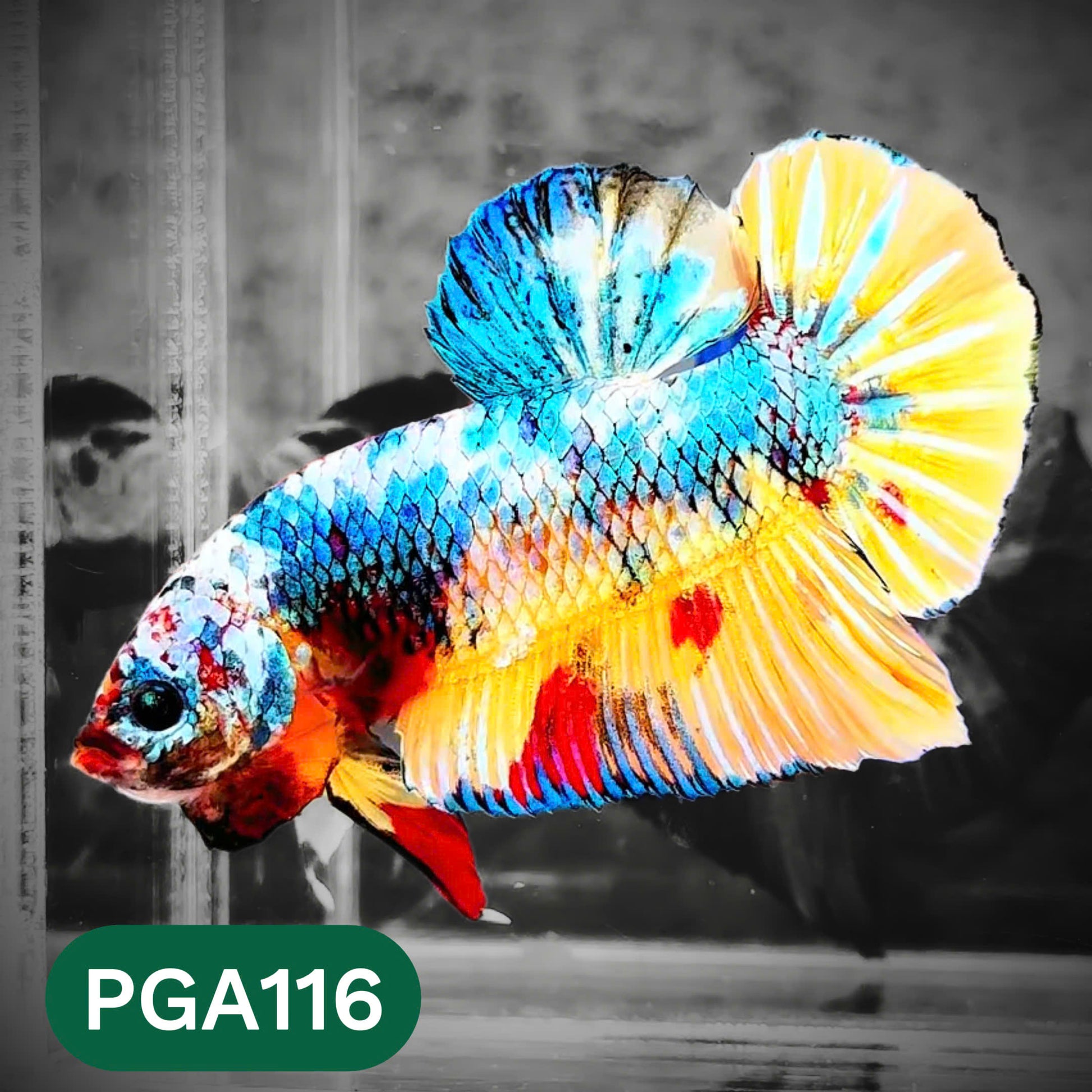 King Giant Plakat Male Betta Fish | You Pick Fish | High Grade