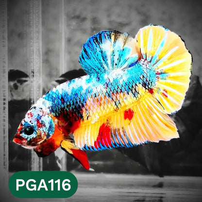 King Giant Plakat Male Betta Fish | You Pick Fish | High Grade