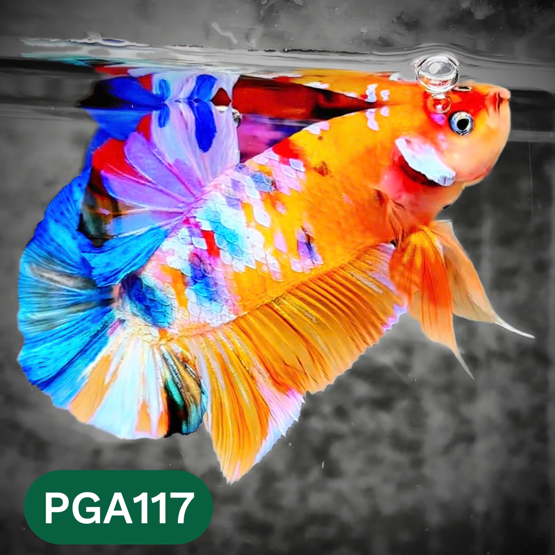 King Giant Plakat Male Betta Fish | You Pick Fish | High Grade