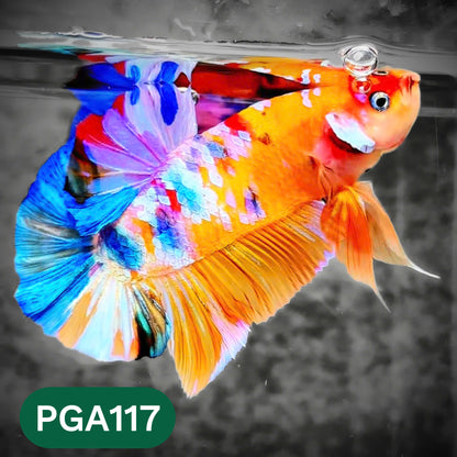 King Giant Plakat Male Betta Fish | You Pick Fish | High Grade