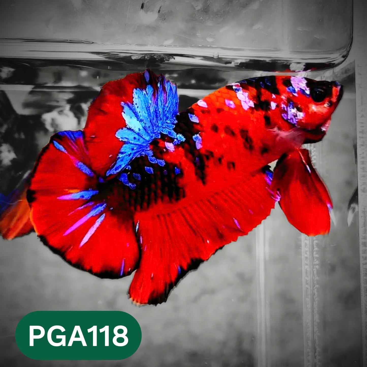 King Giant Plakat Male Betta Fish | You Pick Fish | High Grade