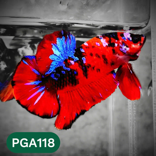 King Giant Plakat Male Betta Fish | You Pick Fish | High Grade