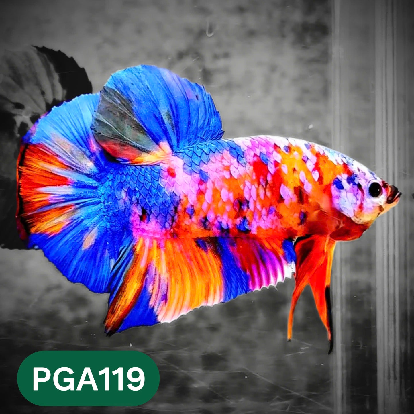King Giant Plakat Male Betta Fish | You Pick Fish | High Grade