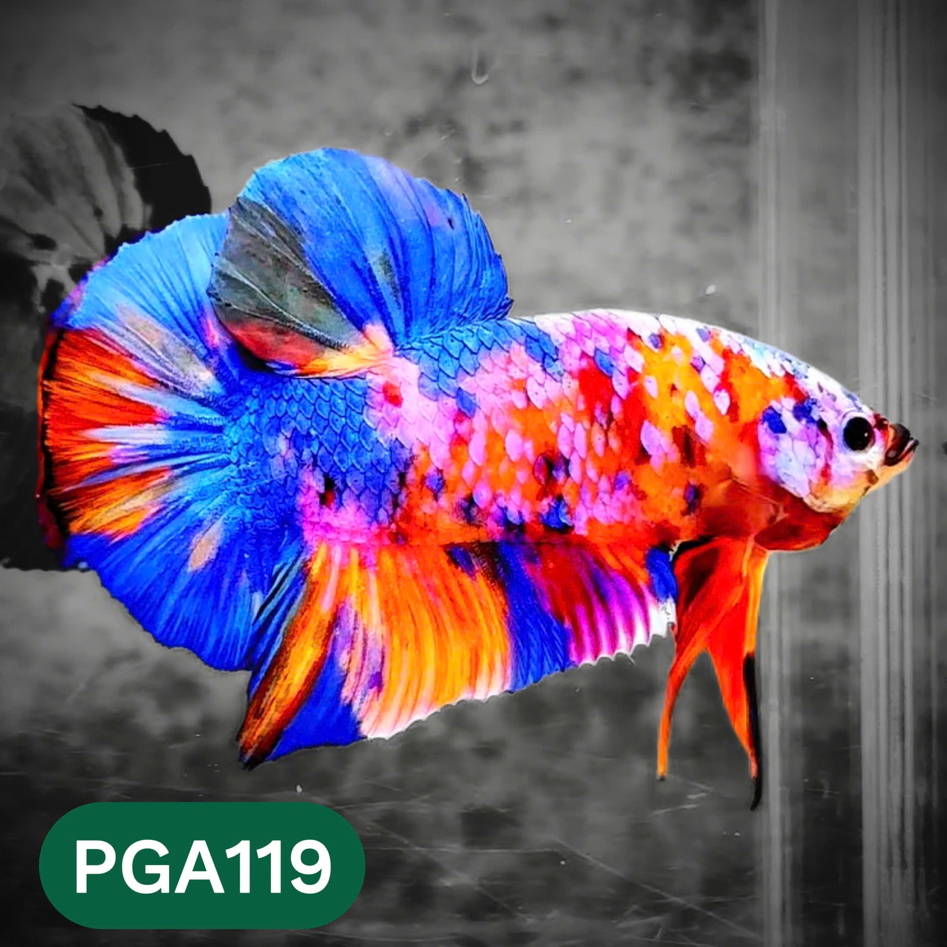 King Giant Plakat Male Betta Fish | You Pick Fish | High Grade