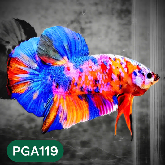 King Giant Plakat Male Betta Fish | You Pick Fish | High Grade