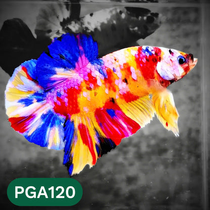 King Giant Plakat Male Betta Fish | You Pick Fish | High Grade