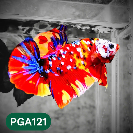 King Giant Plakat Male Betta Fish | You Pick Fish | High Grade
