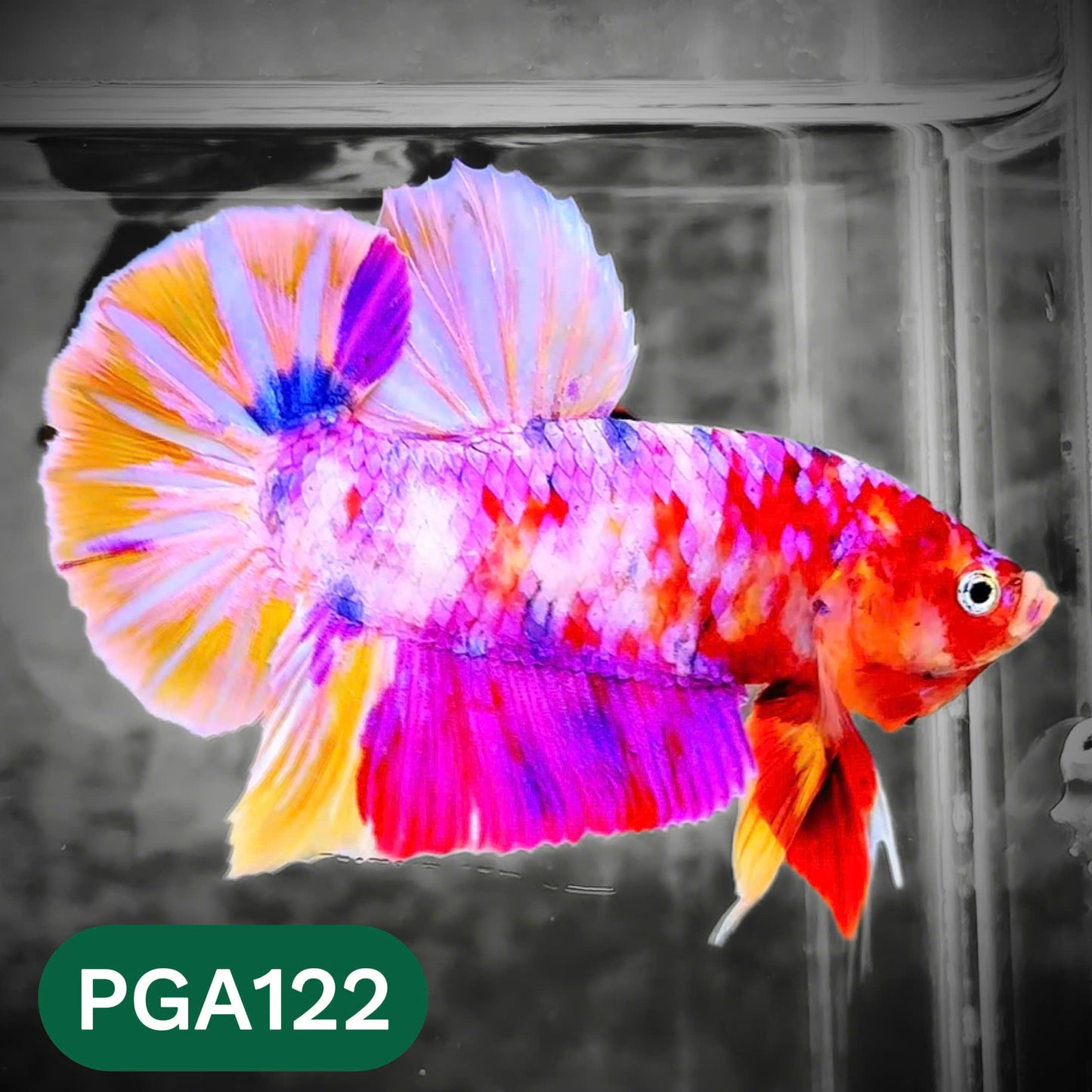 King Giant Plakat Male Betta Fish | You Pick Fish | High Grade
