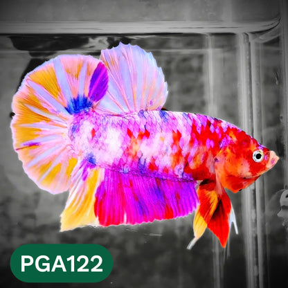 King Giant Plakat Male Betta Fish | You Pick Fish | High Grade