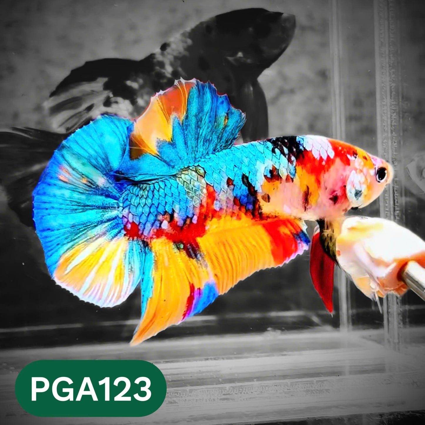 King Giant Plakat Male Betta Fish | You Pick Fish | High Grade