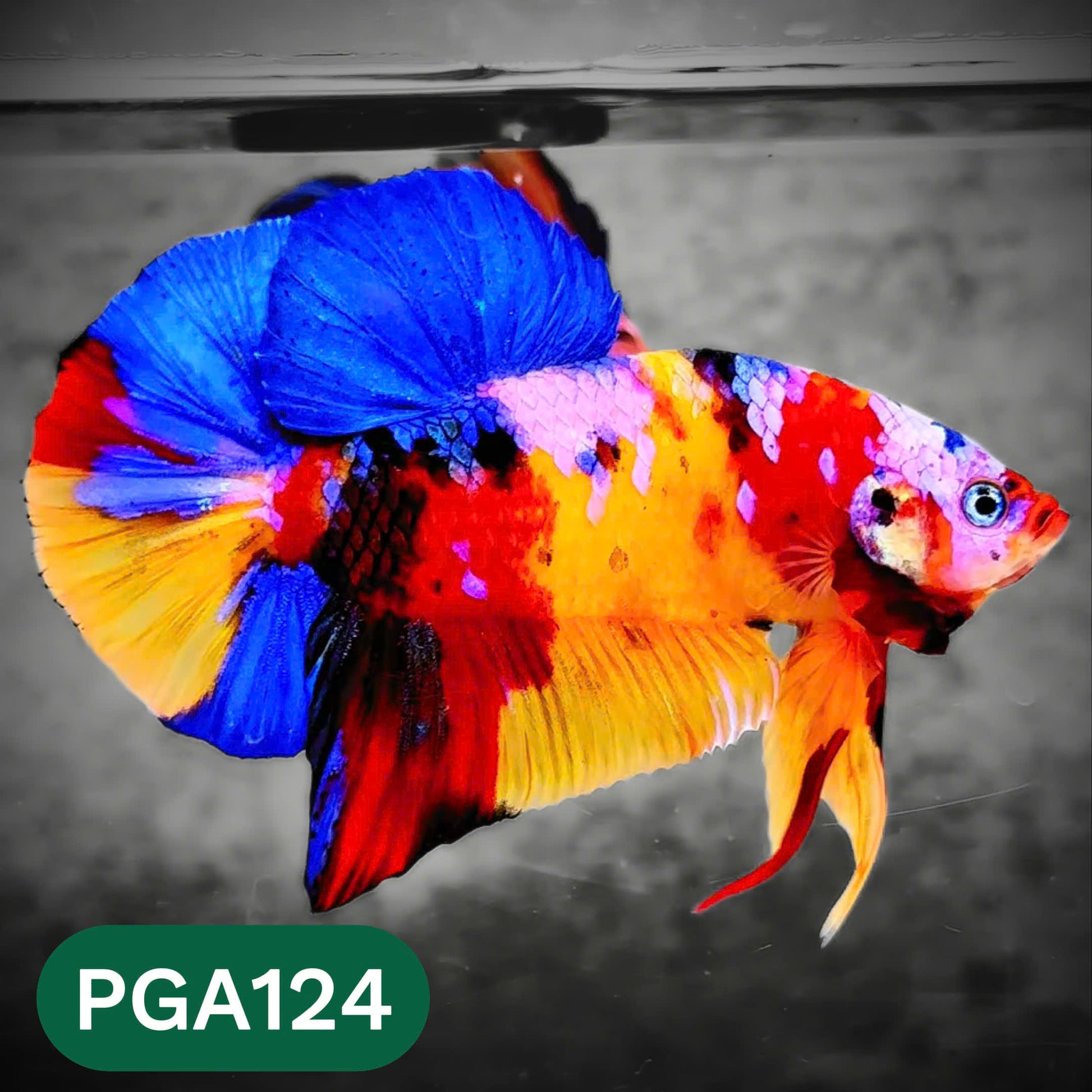 King Giant Plakat Male Betta Fish | You Pick Fish | High Grade