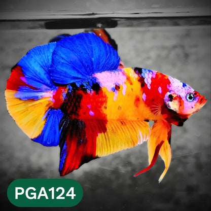 King Giant Plakat Male Betta Fish | You Pick Fish | High Grade