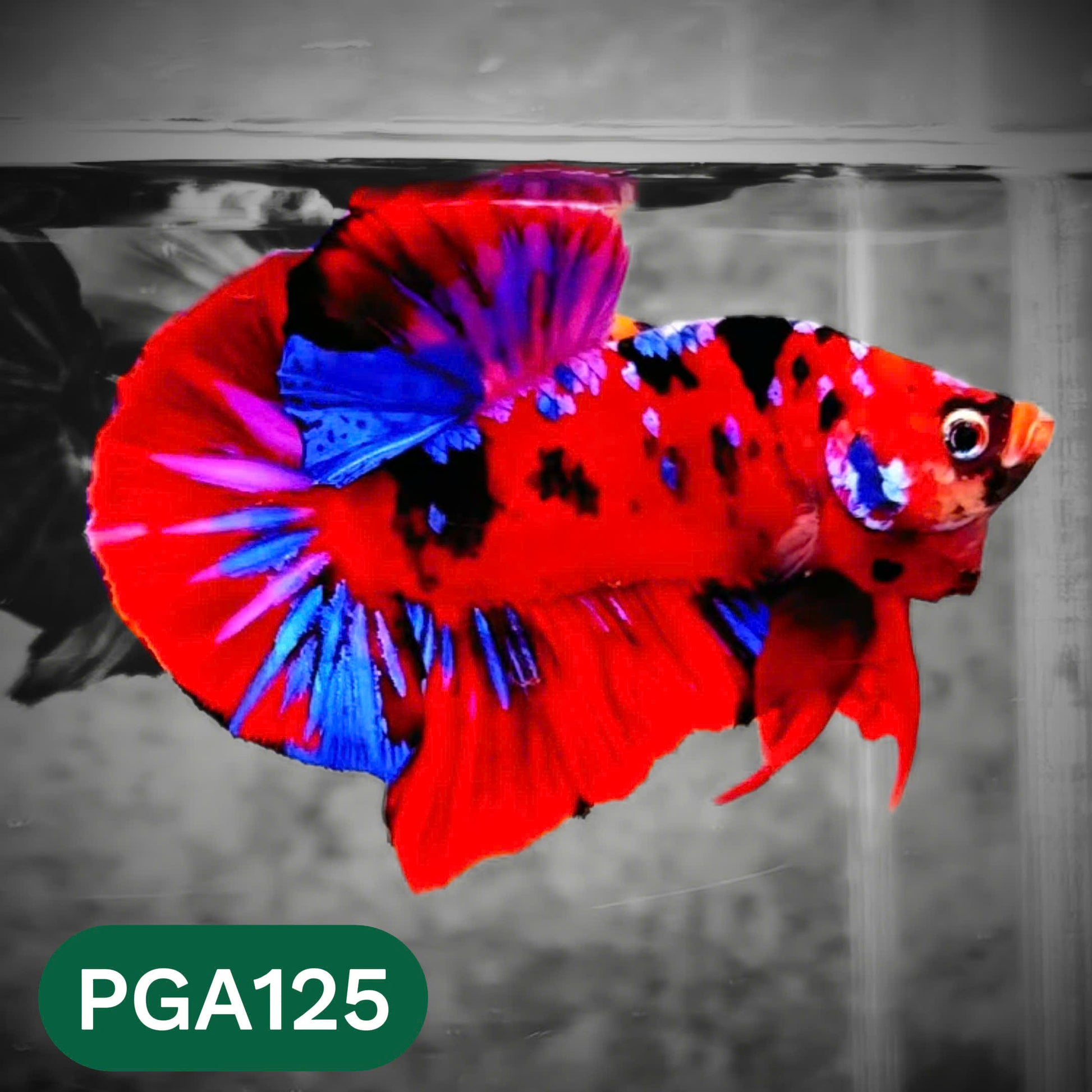 King Giant Plakat Male Betta Fish | You Pick Fish | High Grade