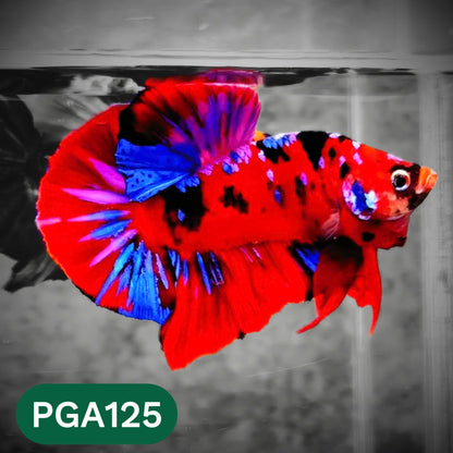 King Giant Plakat Male Betta Fish | You Pick Fish | High Grade