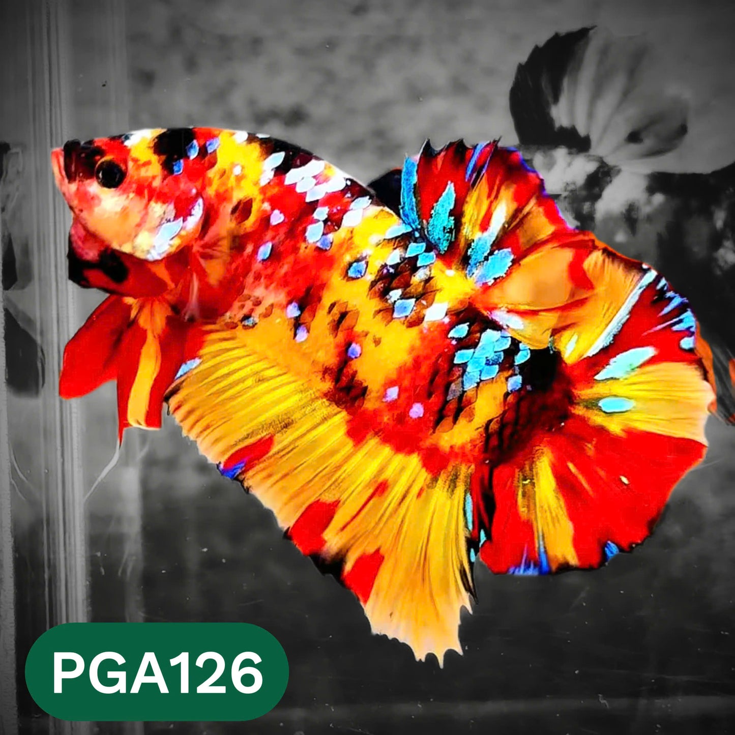 King Giant Plakat Male Betta Fish | You Pick Fish | High Grade