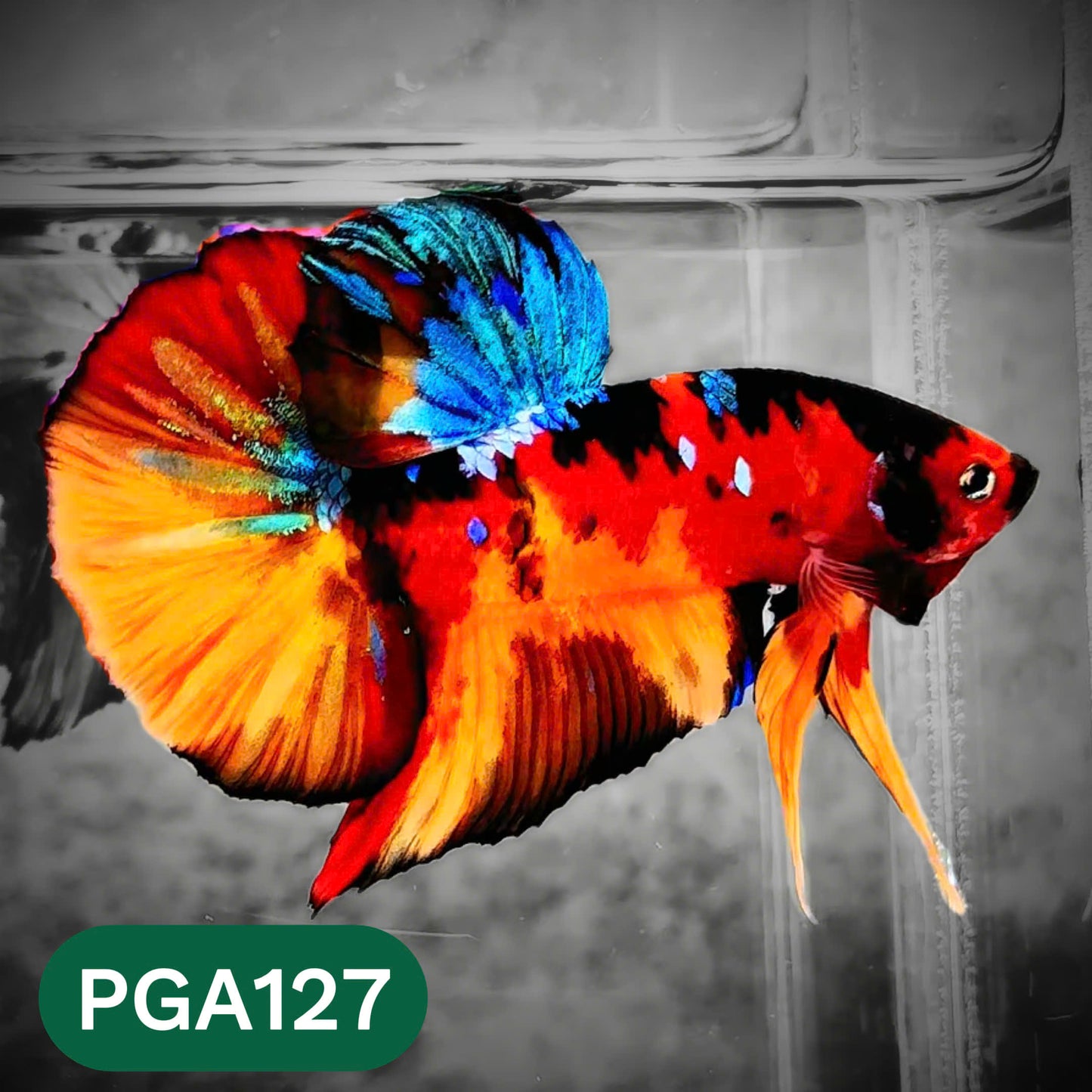 King Giant Plakat Male Betta Fish | You Pick Fish | High Grade