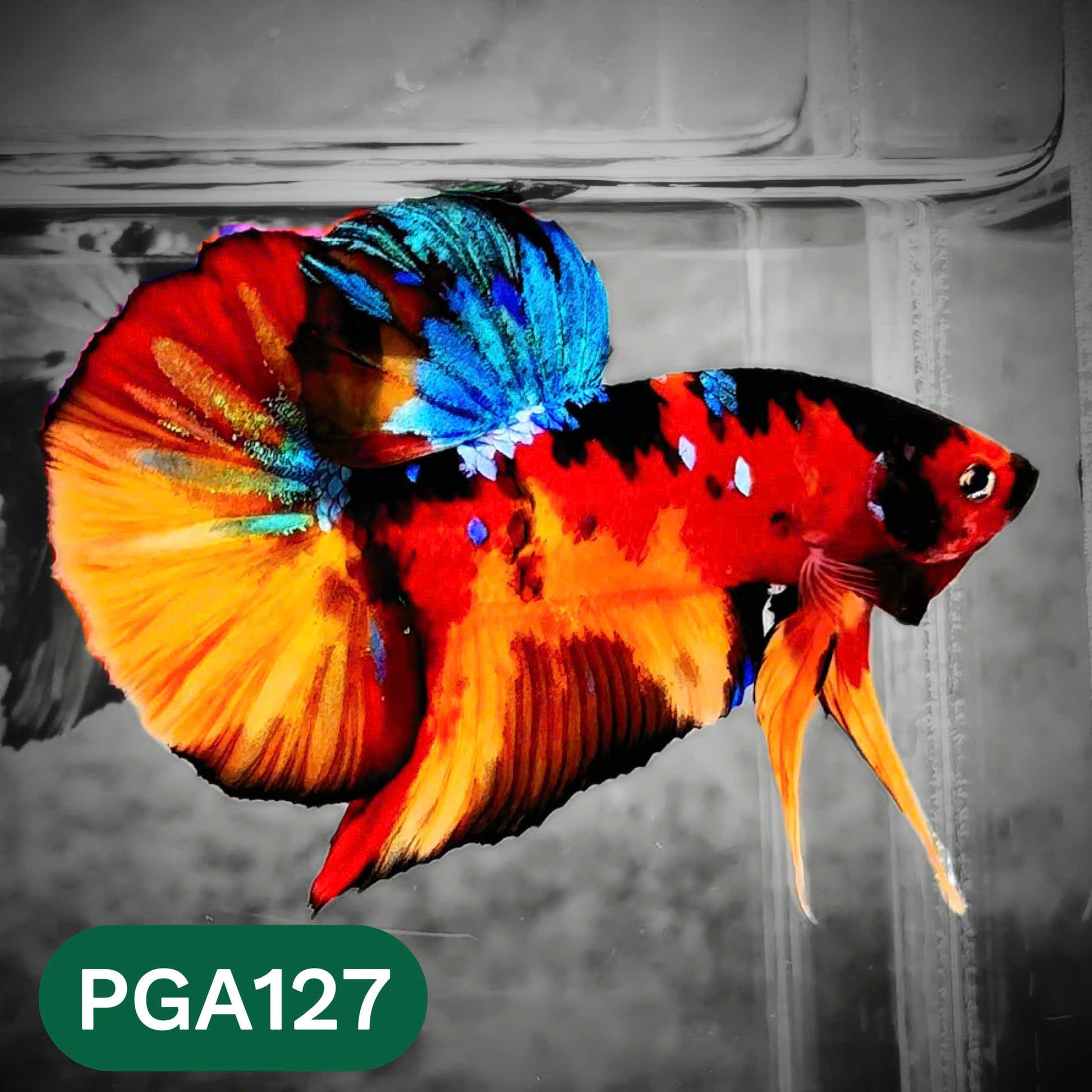 King Giant Plakat Male Betta Fish | You Pick Fish | High Grade