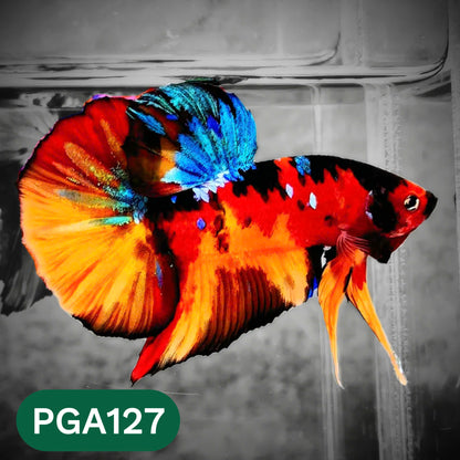 King Giant Plakat Male Betta Fish | You Pick Fish | High Grade