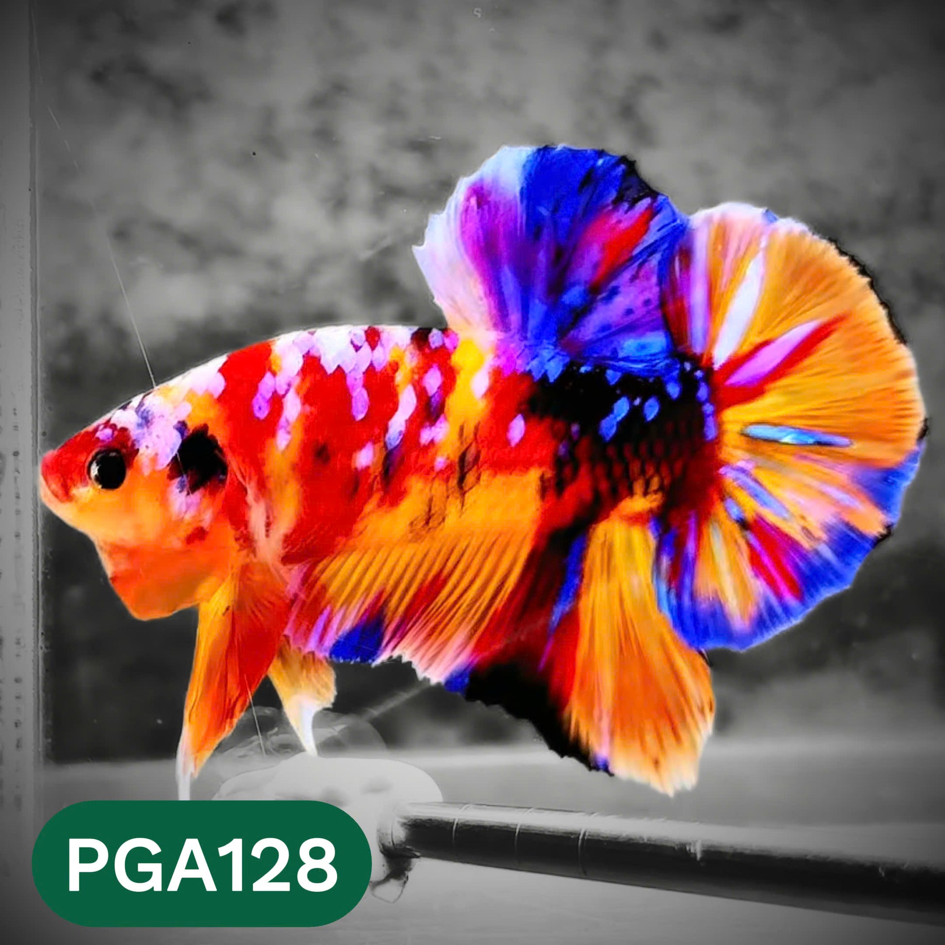 King Giant Plakat Male Betta Fish | You Pick Fish | High Grade