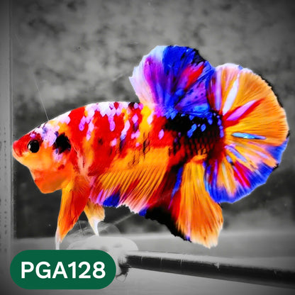 King Giant Plakat Male Betta Fish | You Pick Fish | High Grade