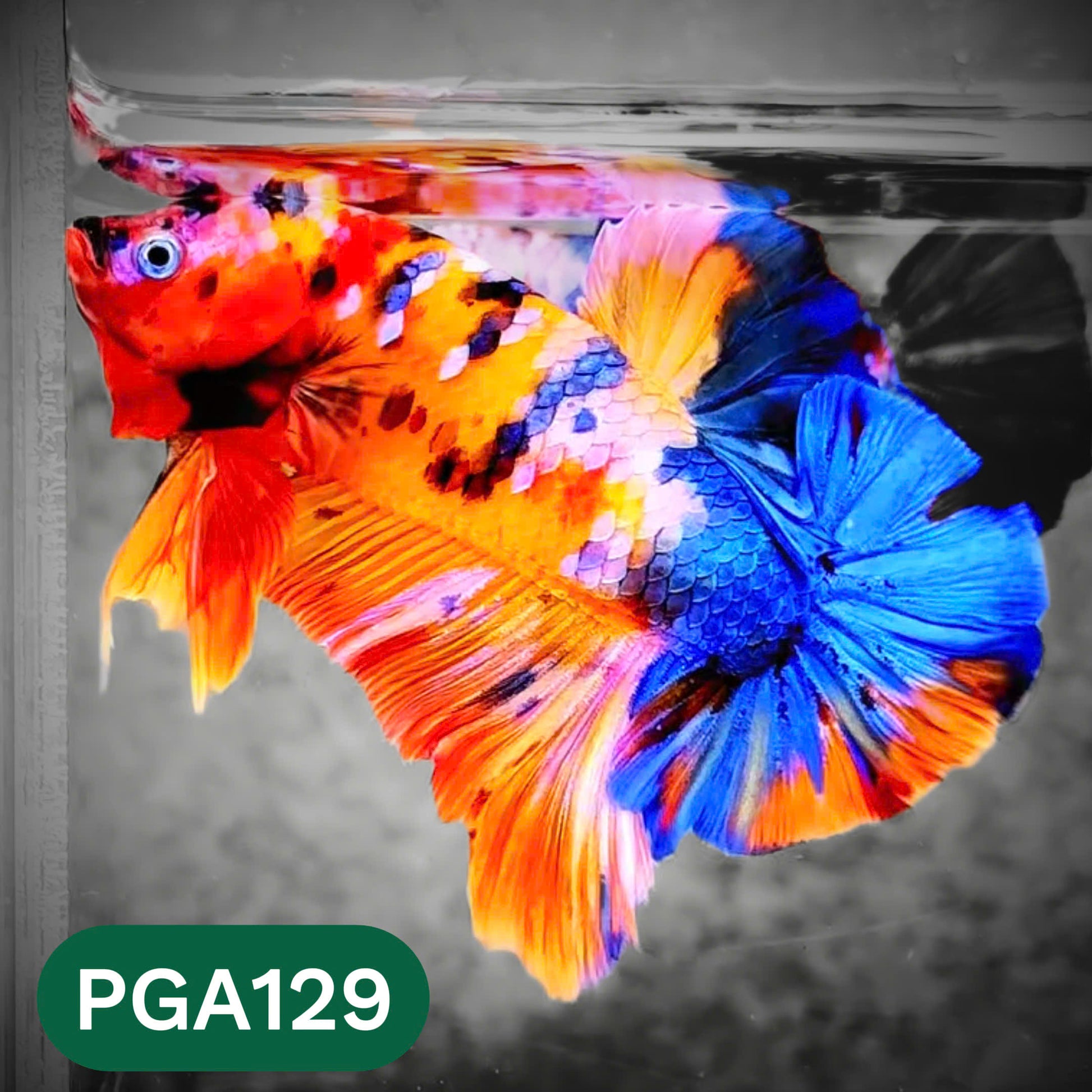 King Giant Plakat Male Betta Fish | You Pick Fish | High Grade