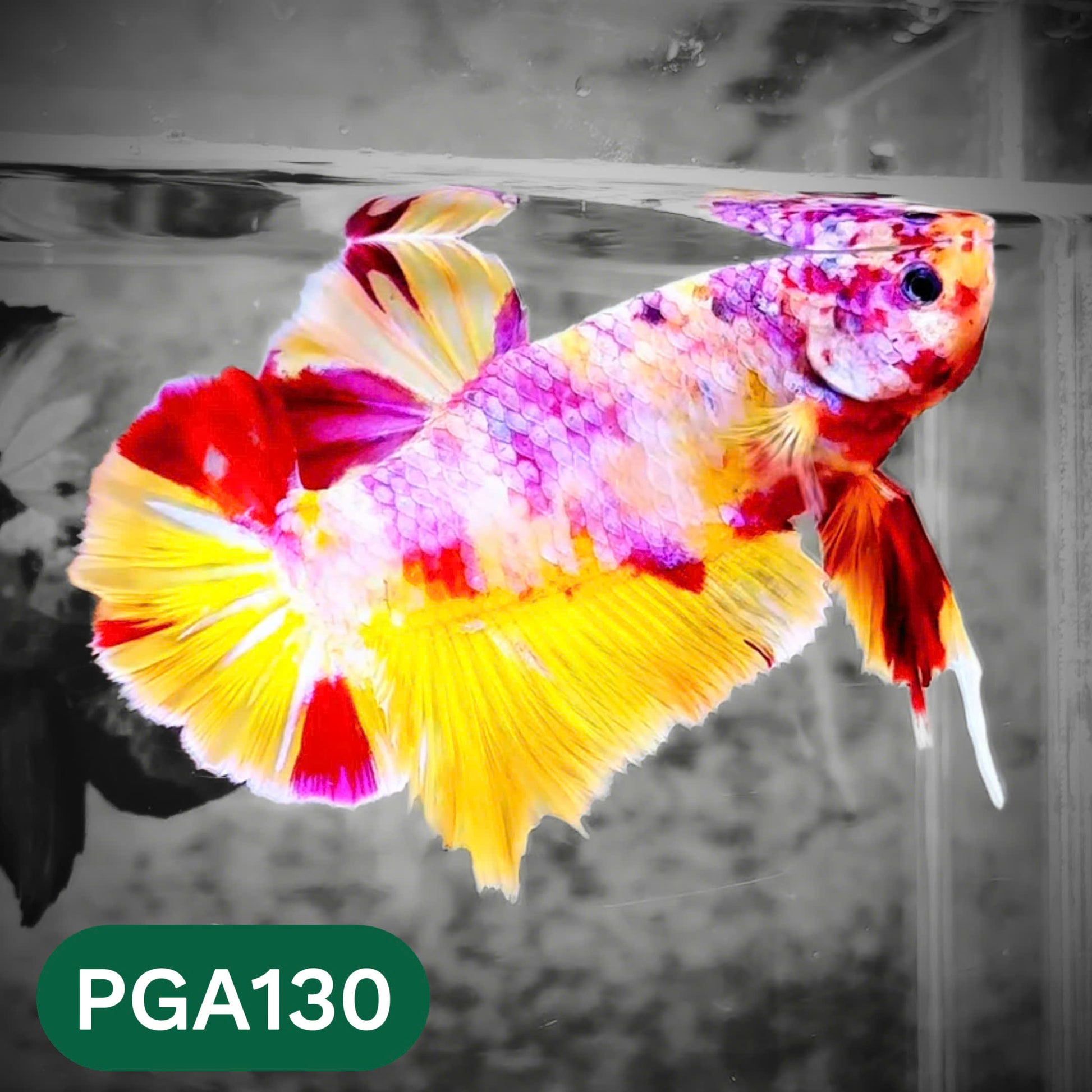 King Giant Plakat Male Betta Fish | You Pick Fish | High Grade