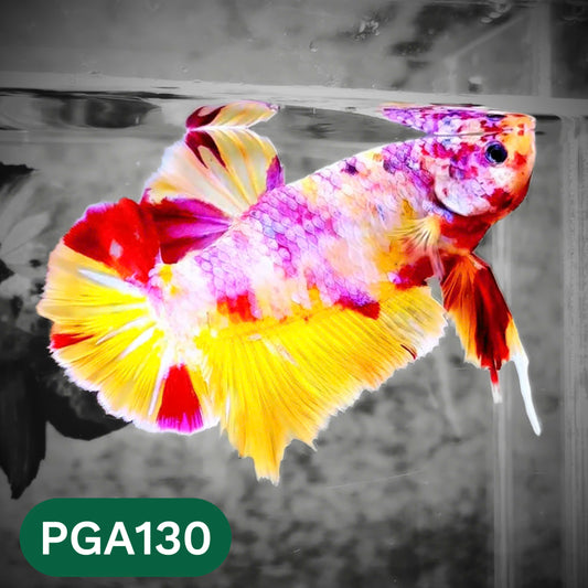 King Giant Plakat Male Betta Fish | You Pick Fish | High Grade