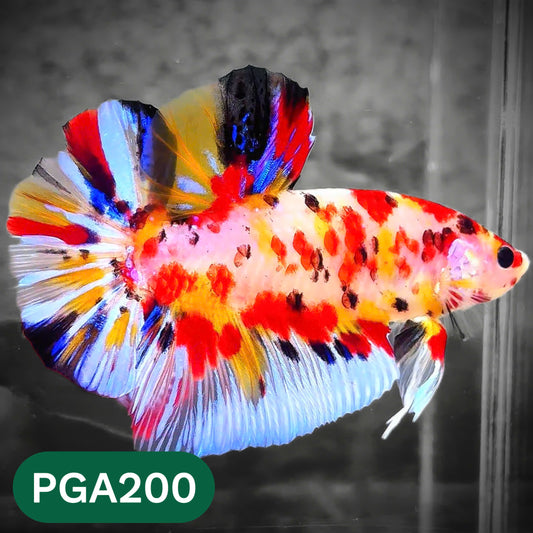 King Giant Plakat Male Betta Fish | You Pick Fish | High Grade