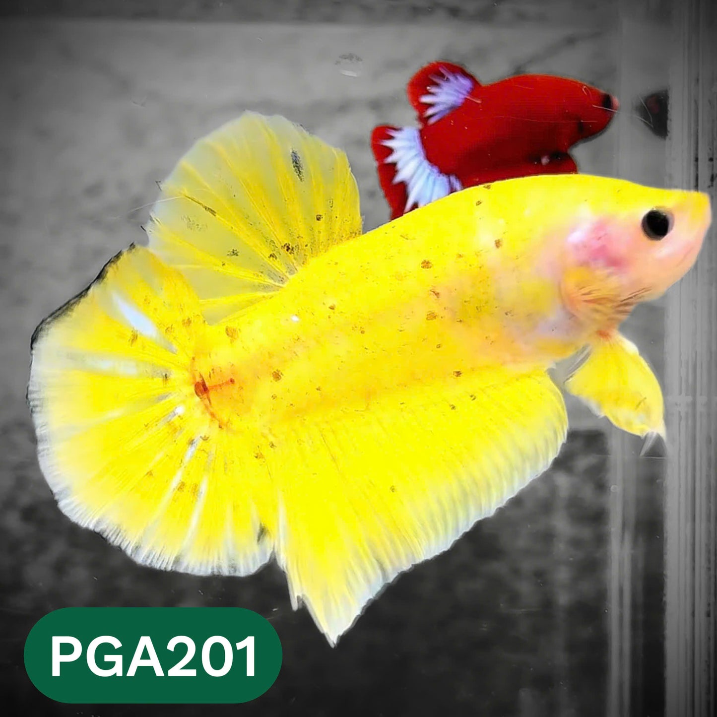 King Giant Plakat Male Betta Fish | You Pick Fish | High Grade