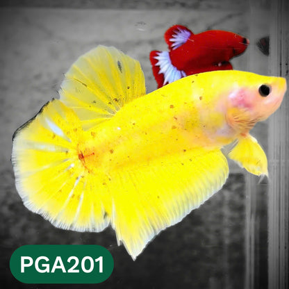 King Giant Plakat Male Betta Fish | You Pick Fish | High Grade