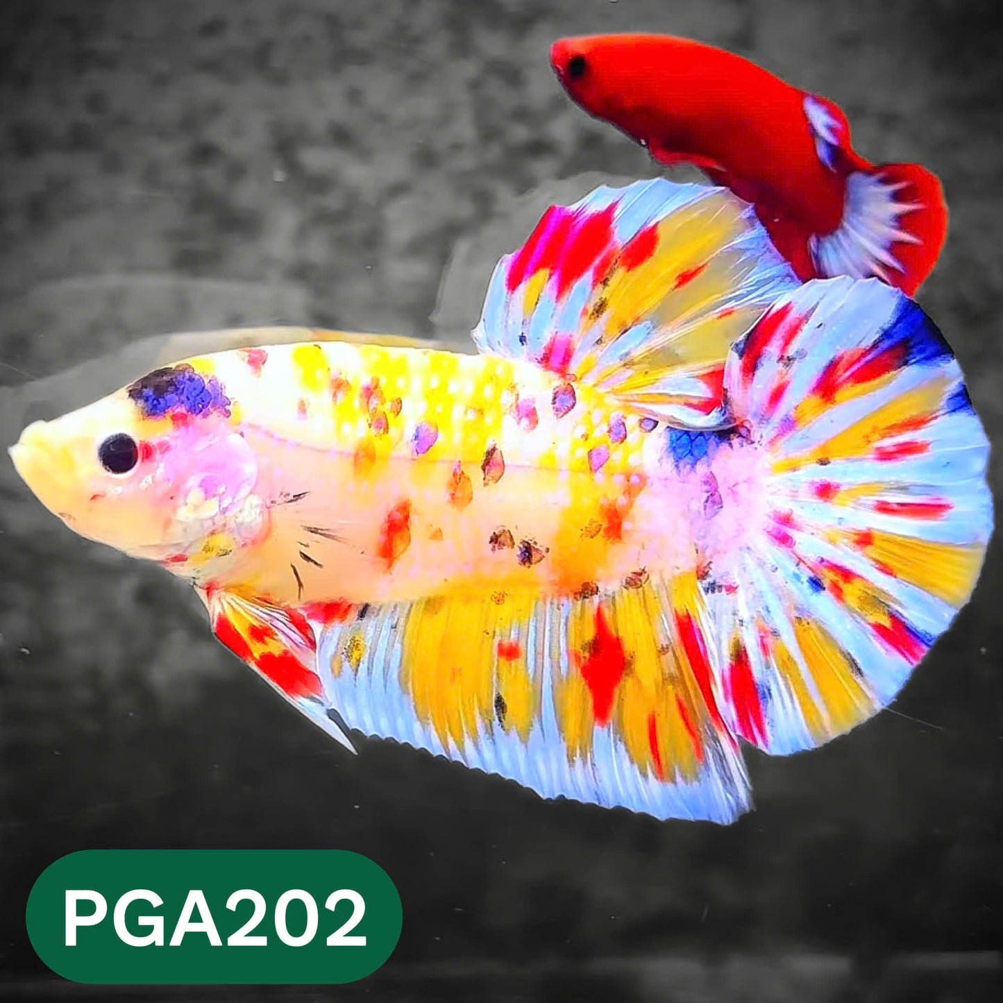 King Giant Plakat Male Betta Fish | You Pick Fish | High Grade