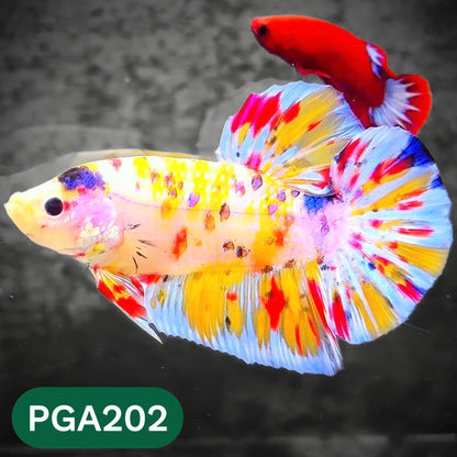 King Giant Plakat Male Betta Fish | You Pick Fish | High Grade