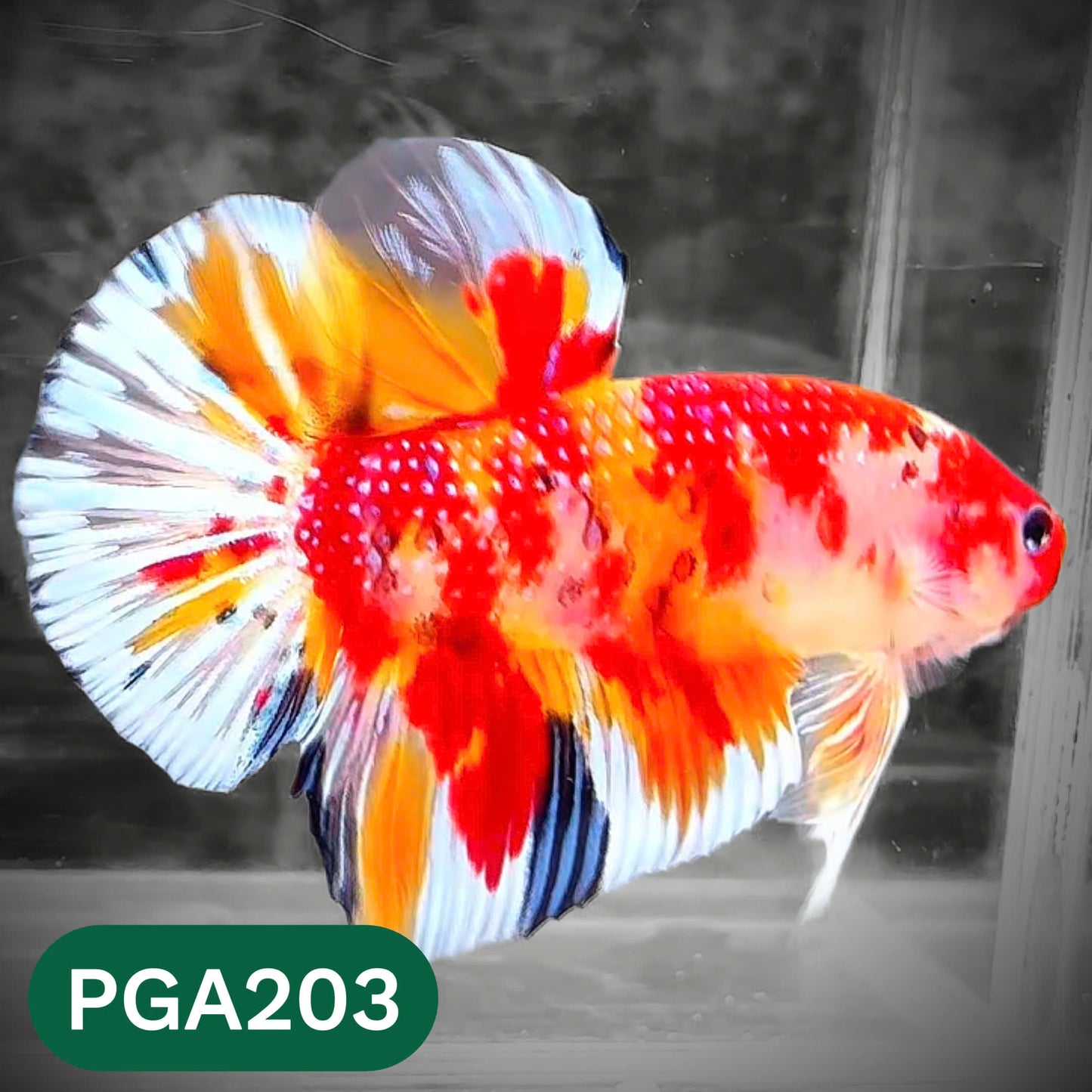 King Giant Plakat Male Betta Fish | You Pick Fish | High Grade