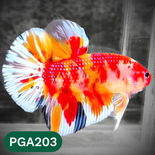 King Giant Plakat Male Betta Fish | You Pick Fish | High Grade