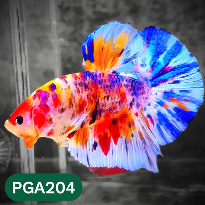 King Giant Plakat Male Betta Fish | You Pick Fish | High Grade