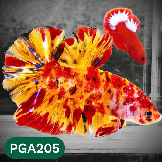 King Giant Plakat Male Betta Fish | You Pick Fish | High Grade