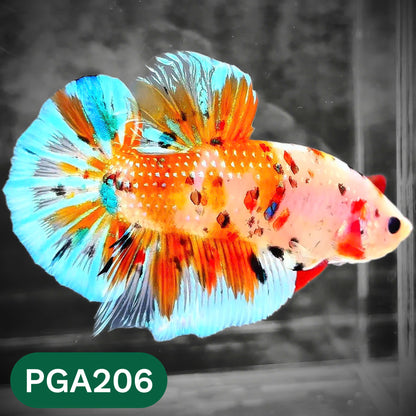 King Giant Plakat Male Betta Fish | You Pick Fish | High Grade