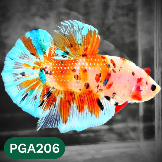 King Giant Plakat Male Betta Fish | You Pick Fish | High Grade
