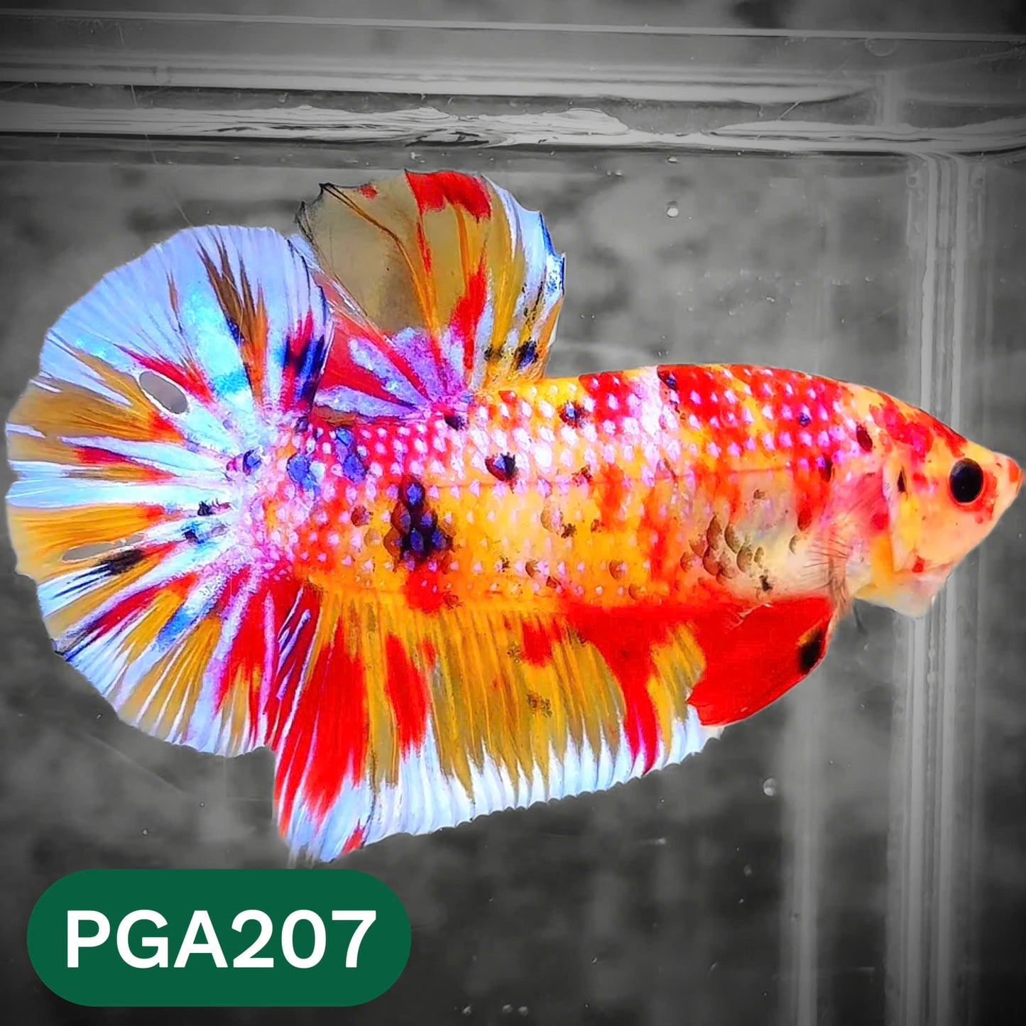 King Giant Plakat Male Betta Fish | You Pick Fish | High Grade