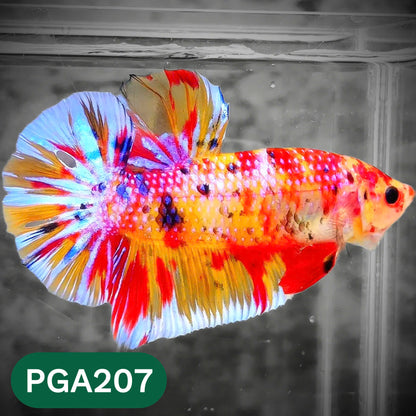 King Giant Plakat Male Betta Fish | You Pick Fish | High Grade