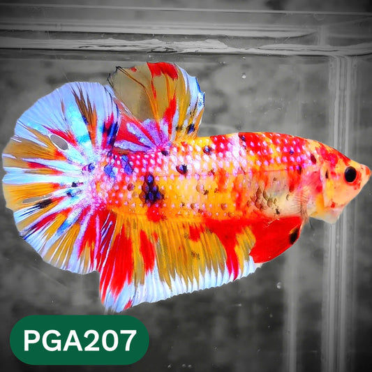 King Giant Plakat Male Betta Fish | You Pick Fish | High Grade